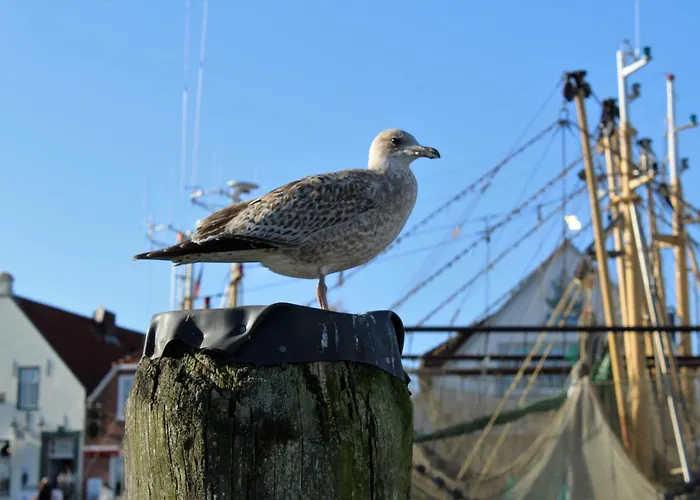 Апартаменты Stillhoern *